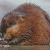 Adorable Muskrat Diamond Painting