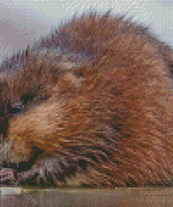 Adorable Muskrat Diamond Painting