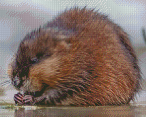 Adorable Muskrat Diamond Painting