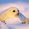 Harp Seal Diamond Painting