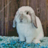 White Holland Lop Rabbit Diamond Painting