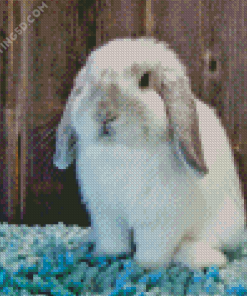 White Holland Lop Rabbit Diamond Painting