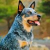 Aesthetic Blue Heeler Diamond Painting