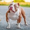 American Bully Diamond Painting