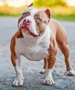 American Bully Diamond Painting