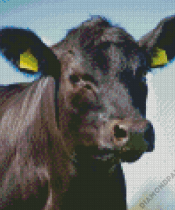 Angus Cow Diamond Painting