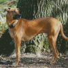 Rhodesian Ridgeback Diamond Painting