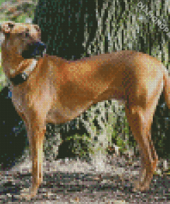 Rhodesian Ridgeback Diamond Painting