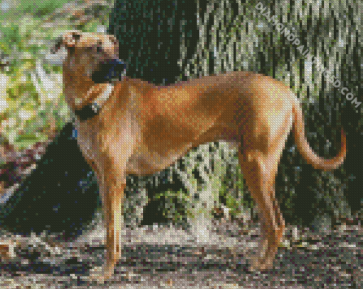 Rhodesian Ridgeback Diamond Painting