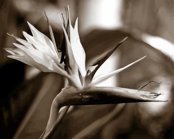 Bird Of Paradise Black And White Diamond Painting