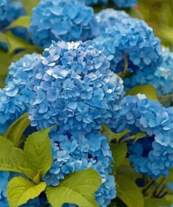 Blue Flowers Hydrangea Diamond Painting