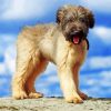 Briard Puppy Diamond Painting