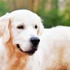 Cream Retriever Animal Diamond Painting