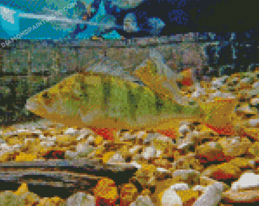 European Perch Fishes Diamond Painting