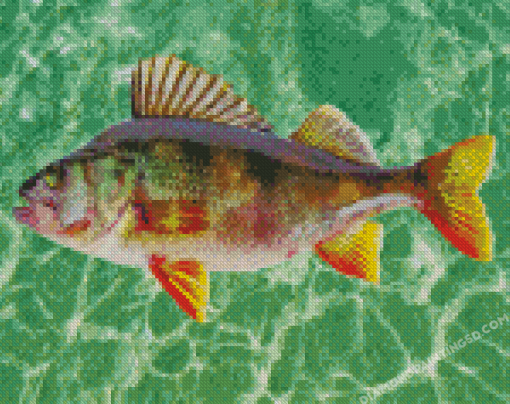 European Perch Diamond Painting