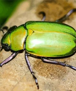 Green Scarab Diamond Painting