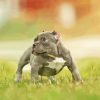 Grey American Bully Puppy Dog Diamond Painting