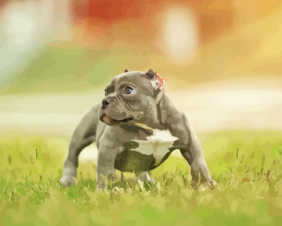 Grey American Bully Puppy Dog Diamond Painting