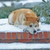 Hachiko In Snow Diamond Painting