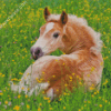 Haflinger Horse Foal Diamond Painting