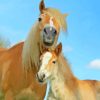 Haflinger Horse Mare And Foal Diamond Painting