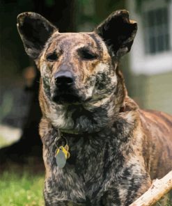 Mountain Cur Diamond Painting