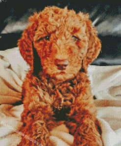 Red Golden Doodle Puppy Diamond Painting