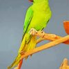 Red Neck Parrot Bird Diamond Painting