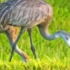 Sandhill Crane Bird Diamond Painting