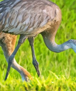 Sandhill Crane Bird Diamond Painting