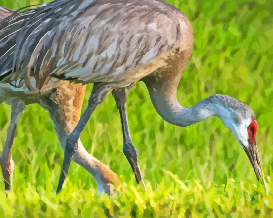 Sandhill Crane Bird Diamond Painting