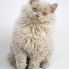 Selkirk Rex Cat Diamond Painting