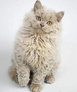 Selkirk Rex Cat Diamond Painting