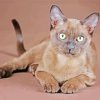 The Burmese Cat Diamond Painting