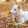 White Swiss Shepherd Diamond Painting