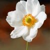 White Anemone Flower Diamond Painting