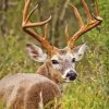 Whitetail Deer In A Field Diamond Painting