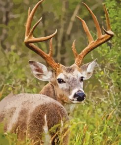 Whitetail Deer In A Field Diamond Painting