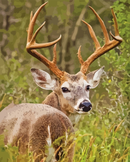 Whitetail Deer In A Field Diamond Painting