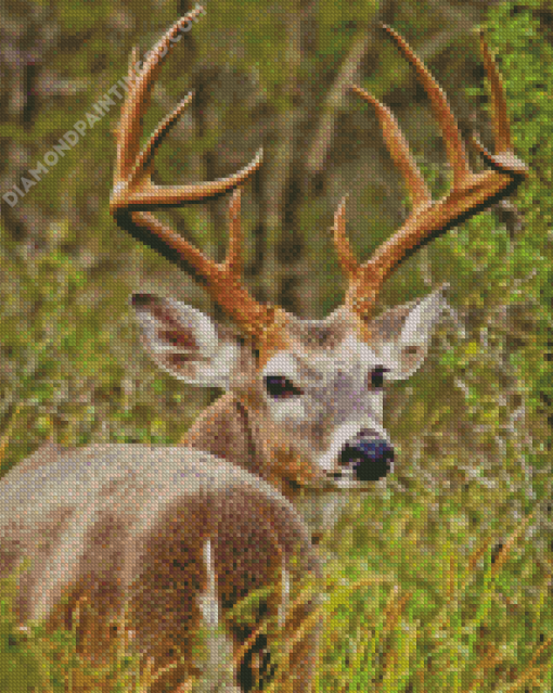 Whitetail Deer In A Field Diamond Painting