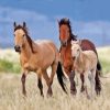 Wild Mustangs Family Diamond Painting