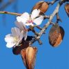 Almond Tree Flower Diamond Painting