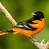 Baltimore Oriole Diamond Painting