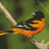 Baltimore Oriole Diamond Painting