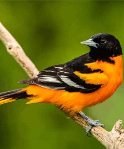 Baltimore Oriole Diamond Painting