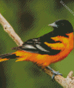 Baltimore Oriole Diamond Painting