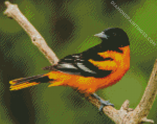 Baltimore Oriole Diamond Painting