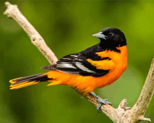 Baltimore Oriole Diamond Painting