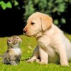 Cute Puppy And Kitten Diamond Painting