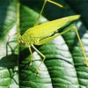 Grasshopper Diamond Painting